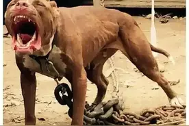 全球《十大最凶猛猎犬排行榜》有你饲养的犬种吗？图片