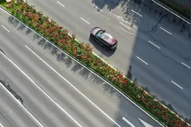 一路生花！合肥7.4公里“月季大道”，迎来盛花期图片