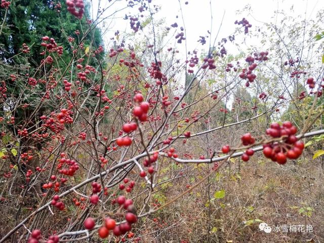 秋游大宗山朗公寺