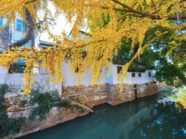 银杏鎏金，满城秋意关不住