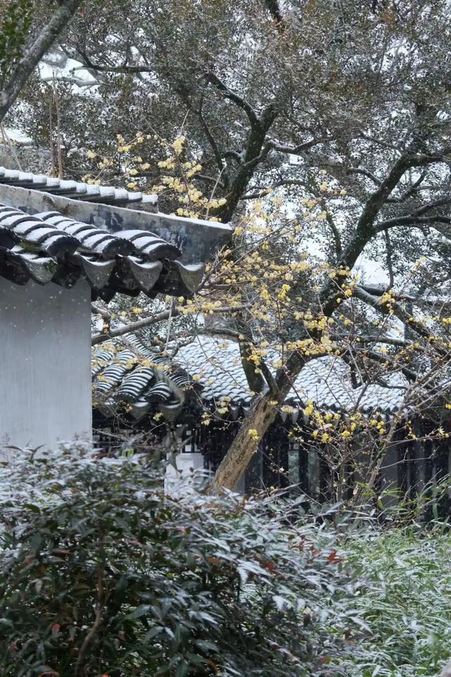 2026年的一场纯雪，让苏州一夜变成了姑苏！