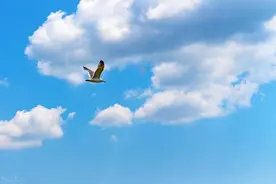 Deep-seek这只鸟儿，咋飞得那么高呢！图片