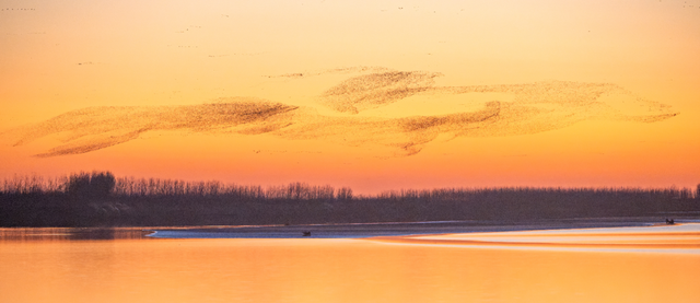 “鸟浪”来了！这份观鸟攻略请收好