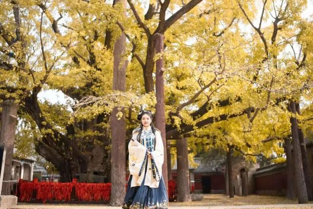 浮来山银杏树，即将迎来最佳观赏期！就自周末起！