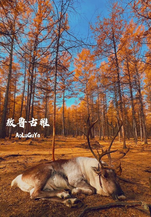 1. 我是上海人，旅游景点内蒙古敖鲁古雅，驯鹿要喂苔藓，互动靠进