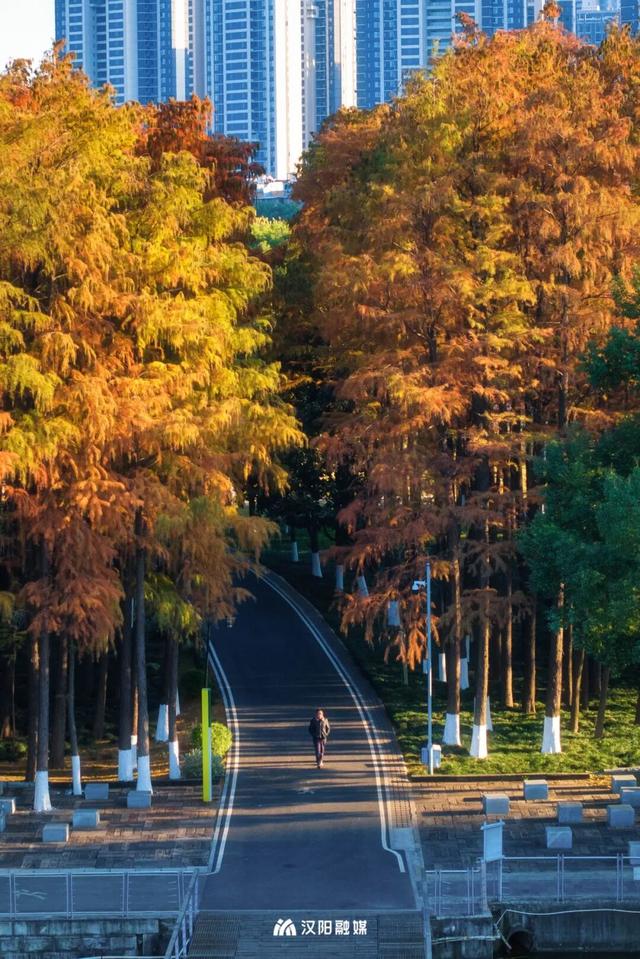 武汉城中心的彩叶秘境，在汉阳藏不住了！