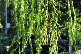 累计降温8℃到10℃！绵阳“夏日体验卡”将到期不“续费”图片