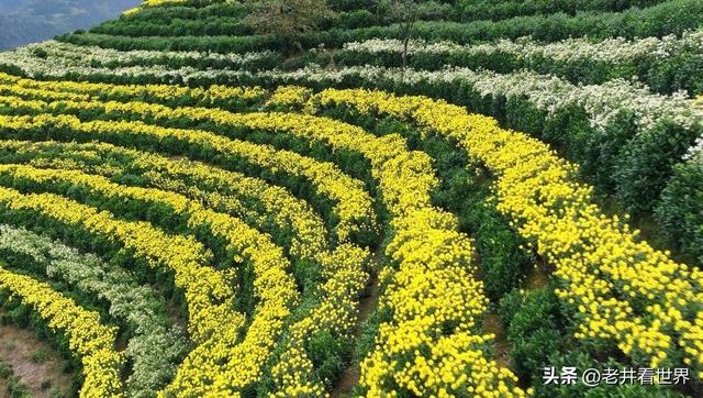 歙县归来不看菊 || 王留记