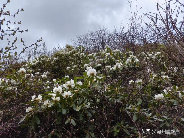 渭源双石门*石门雪山的杜鹃花