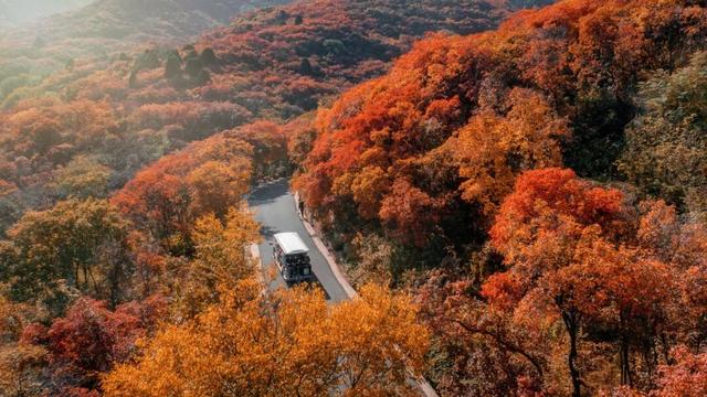 魅力济南‖深秋赴约红叶谷，万山红遍醉金秋