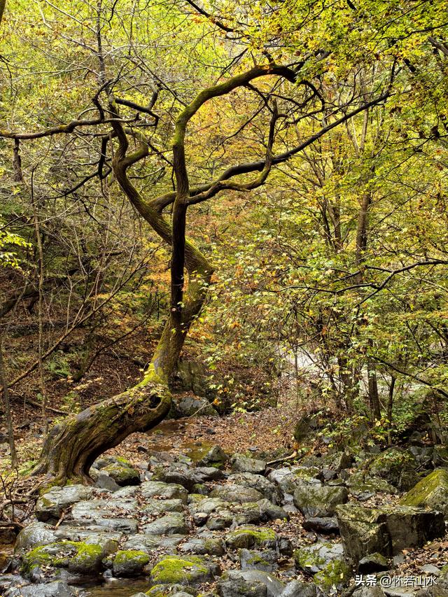 2025辽宁赏秋之旅日记(2)——游览丹东蒲石河森林公园