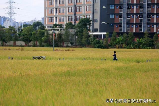 上班暂停，来东莞看稻田吧！