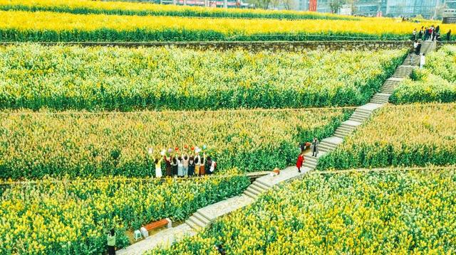 春到乐山，“香”约起来