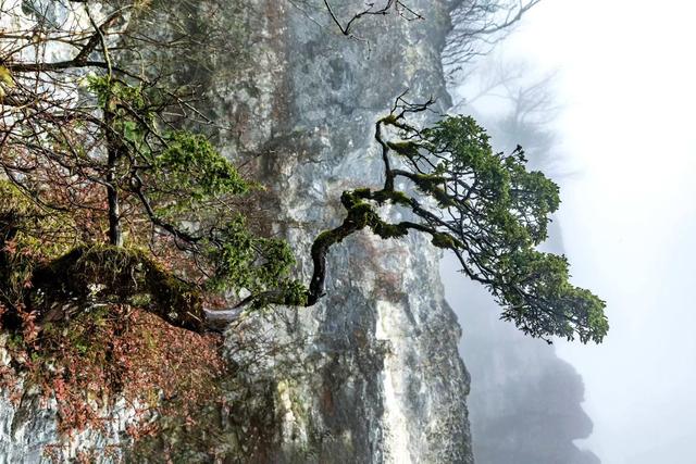 雾里的龙头山，藏着草木与溪流的私语