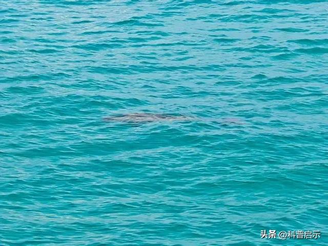 切开400万吨海水，半年吹填200万平方米！南海造岛背后有何秘密？