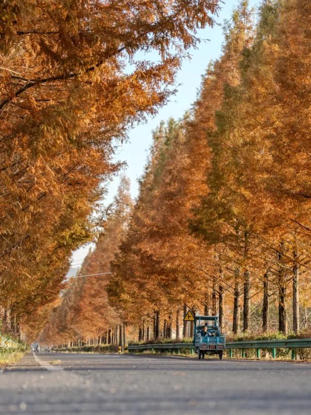 黄山初冬，打翻调色盘的绝美限定 | 皖美冬日