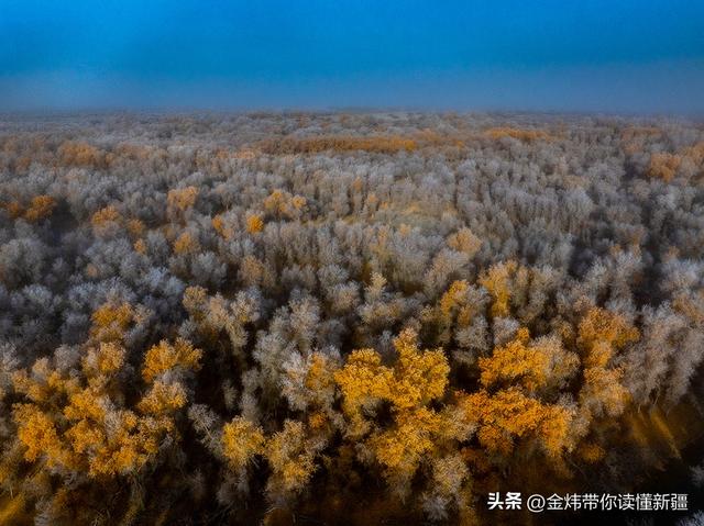 新疆轮台县：轮南胡杨林惊现雾凇奇观