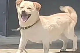 狗子的表情管理绝了!主人男朋友来家里,狗子秒变"不认识"图片