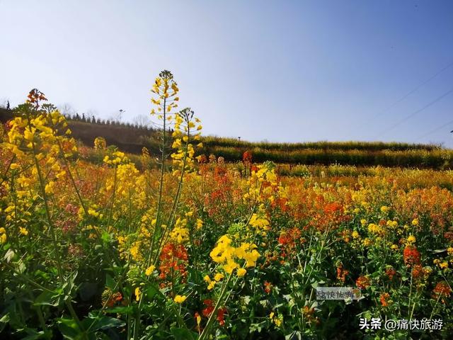 正月春光好，自贡青龙湖油菜花海已提前绽放！