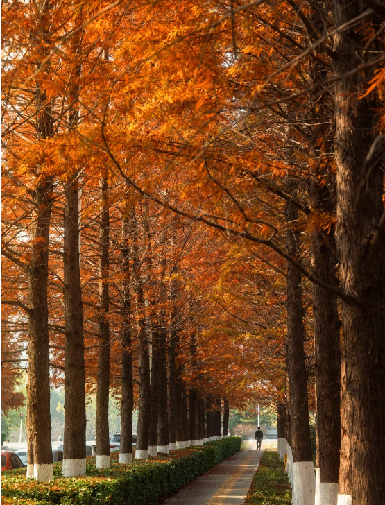 临沂「红杉」「红枫」浓度拉满，出片率100%