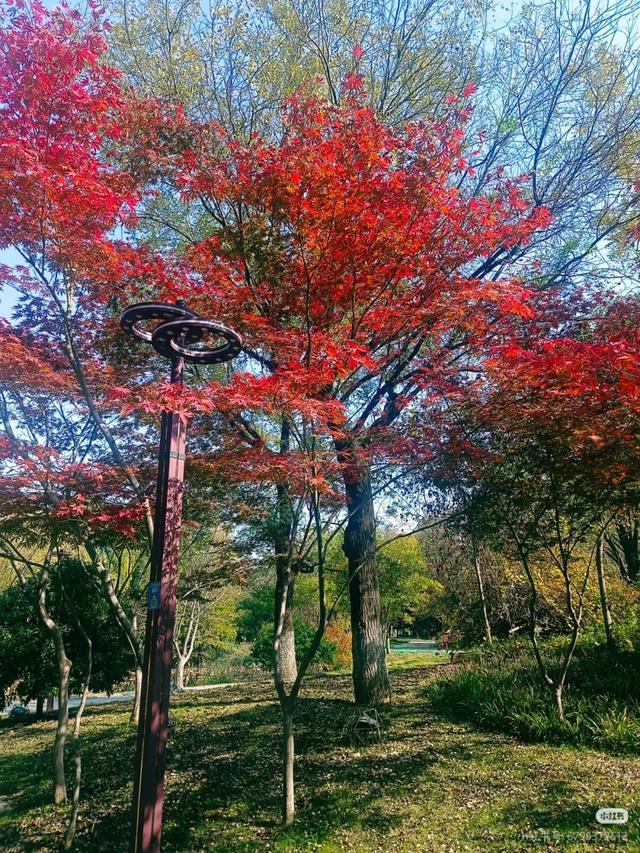 叶落临沂，步步皆是诗意画卷