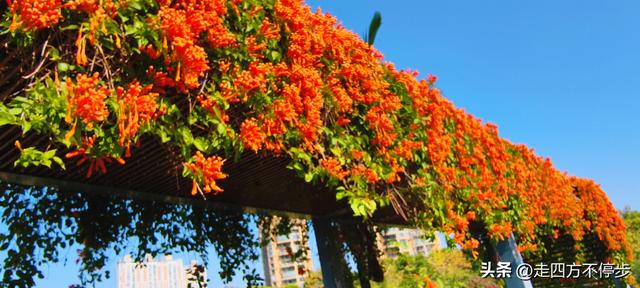 午间邂逅浓浓春意——深圳香蜜公园炮仗花开