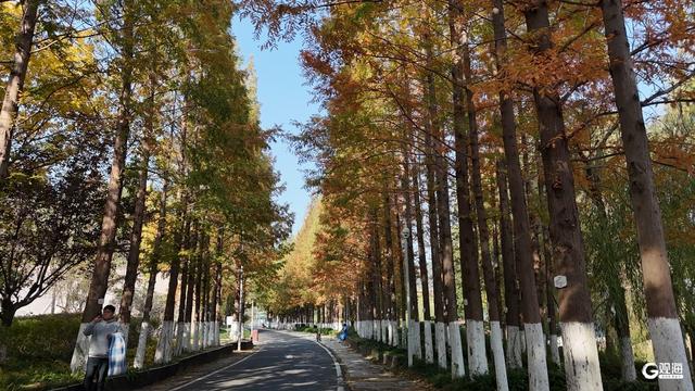 处处皆美景 初冬的世博园被焦糖色填满