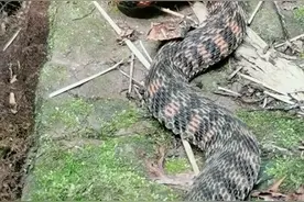 寒毛卓竖！云南临沧，有村民在田埂边，发现一条五颜六色的怪蛇。图片