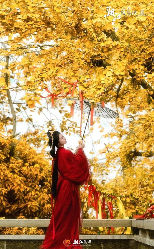 长沙银杏浓度即将达到100%！这波“小确杏”你要接住→