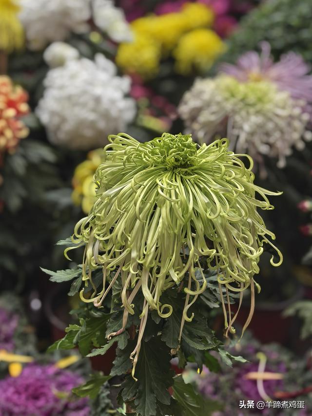 秋风独宠一园菊，晚来香艳出樊篱——北京北海公园2025年菊花展