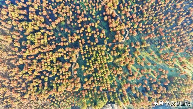 游人如织！第九届来安池杉湖观鸟周暨非遗美食文化宣传系列活动启幕