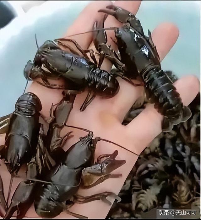 东北喇蛄和小龙虾的区别？哪种好吃？
