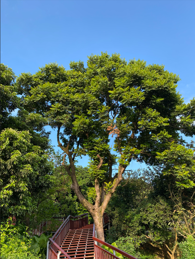 麒麟山真理公园1：这里的美景惊艳整个黄埔，你来过这里吗？