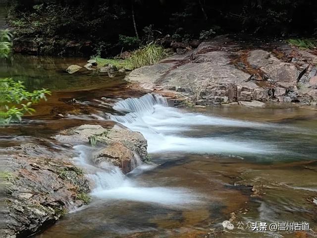 温州这个以畲族始祖命名的4A级景区，秘藏着一座“生物王国”！