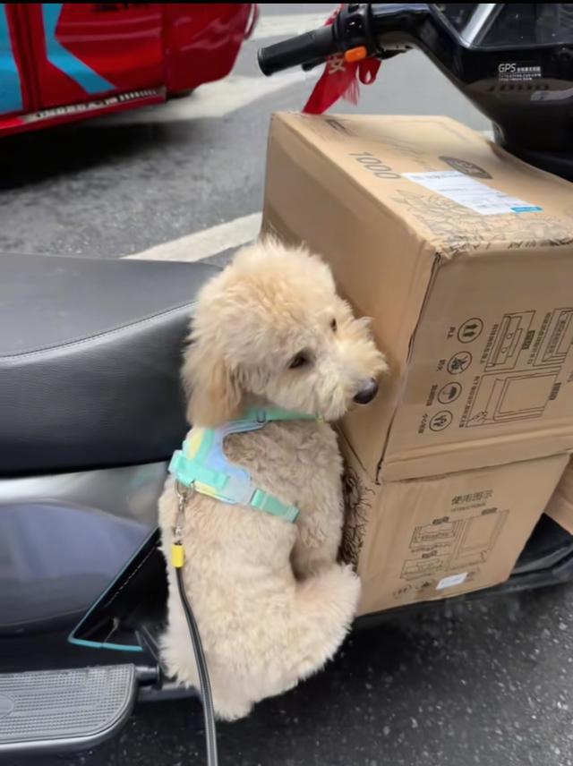 笑死了！每个骑电动车拿快递的铲屎官，都欠狗子一个道歉，哈哈~