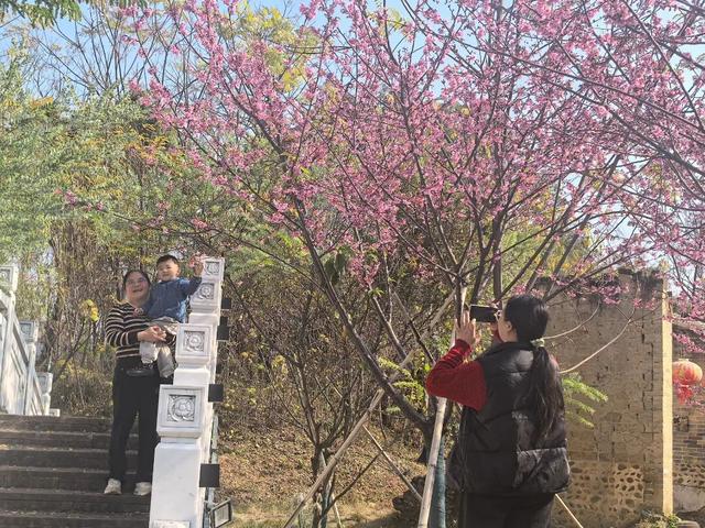 反季惊喜！北方白雪皑皑 始兴这座古村樱花浪漫