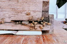 蜂群失王如何断定？在四个不同时间段，失王蜂群的具体特征图片