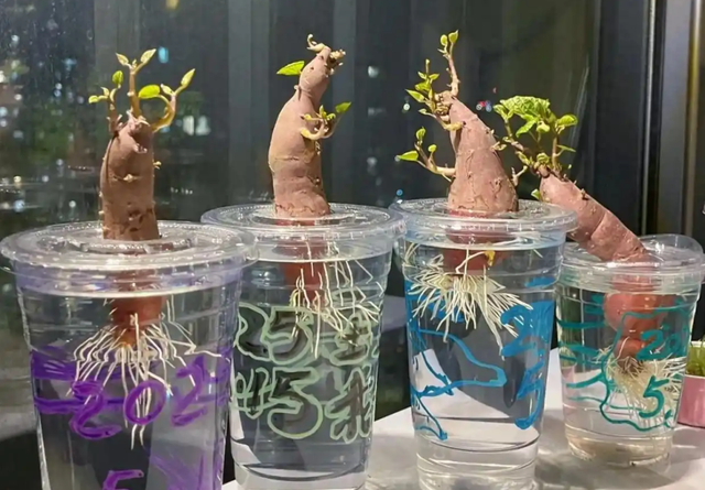 陕西一男子，晒“客厅红薯瀑布”走红，网友：我以为是塑料装饰品