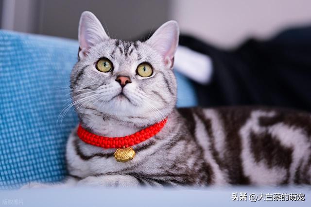 猫咪可能正在默默忍受剧痛，多数铲屎官都忽略了，猫咪疼痛的表现