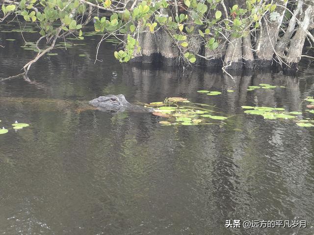 大沼泽地美国国家公园（迈阿密游记三）