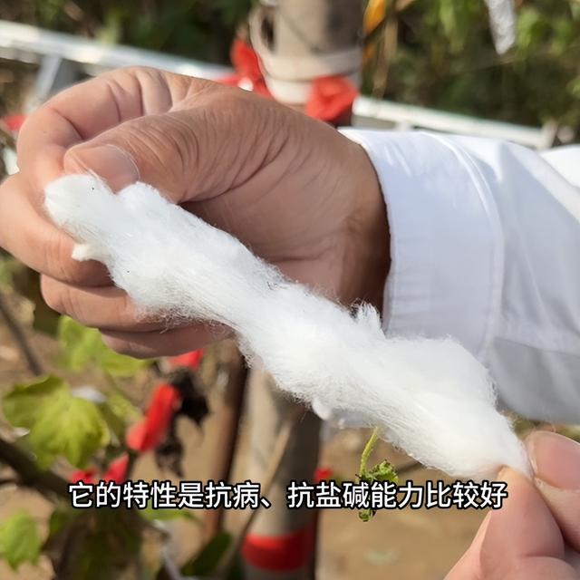 农民又立大功！德州62岁农民种出4.26米高的，1棵结136个