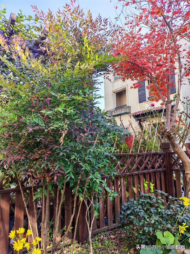 苏州天平山红叶爆火？我躲进姐姐家的“中国红枫秘境”偷个闲