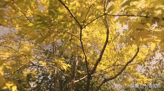 秋韵浸水园 微光与落叶的密语