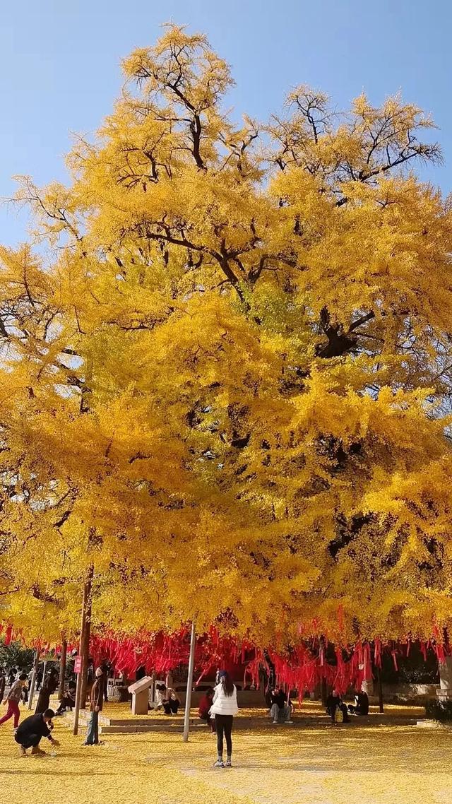 潍坊美景“告急”！这些地方错过等一年！