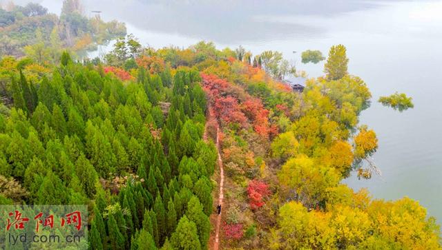 层林尽染黄河岸