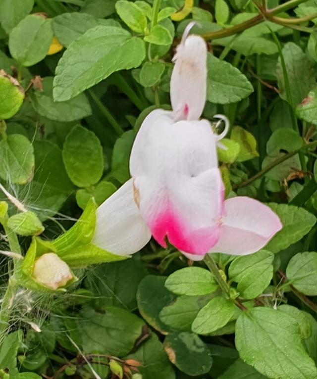 繁花似锦的秋天