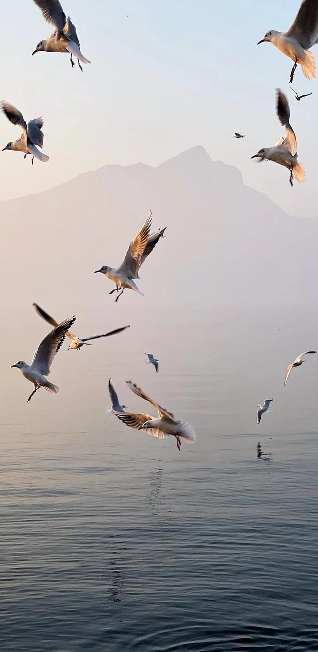 #治愈系 #日出美景 #海边日出