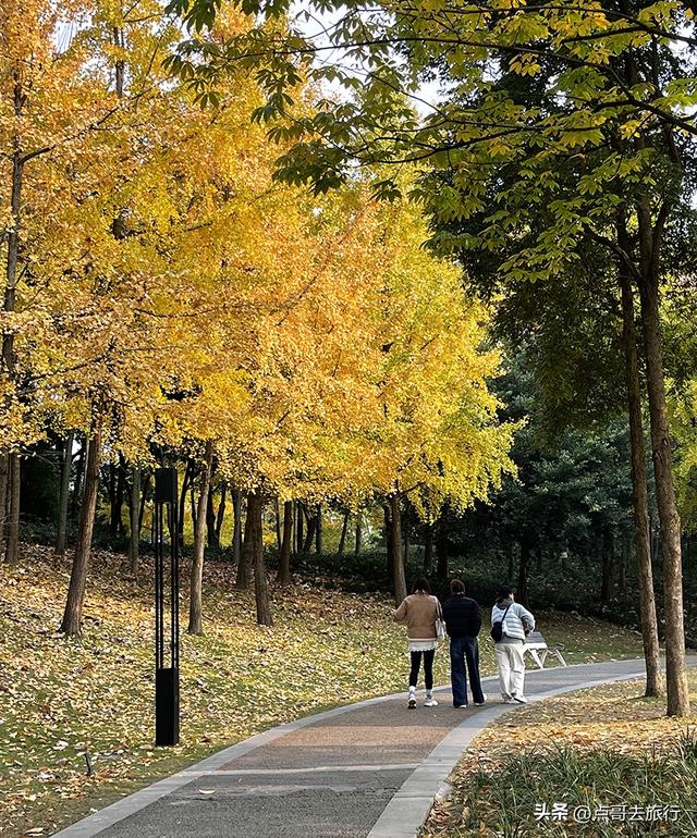 成都城市中的草原牧场，彩林比阿勒泰还美，公交车地铁直达！