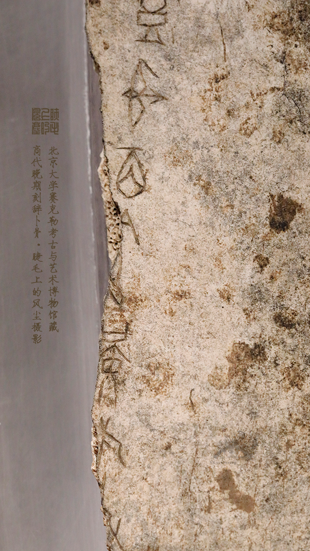 北京大学馆藏探秘：商代晚期刻辞卜骨，解锁千年占卜密码