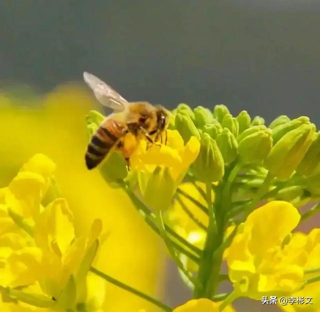 散文·汉中四月,油菜金黄·